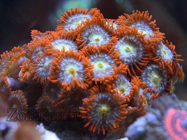 Orange Delight